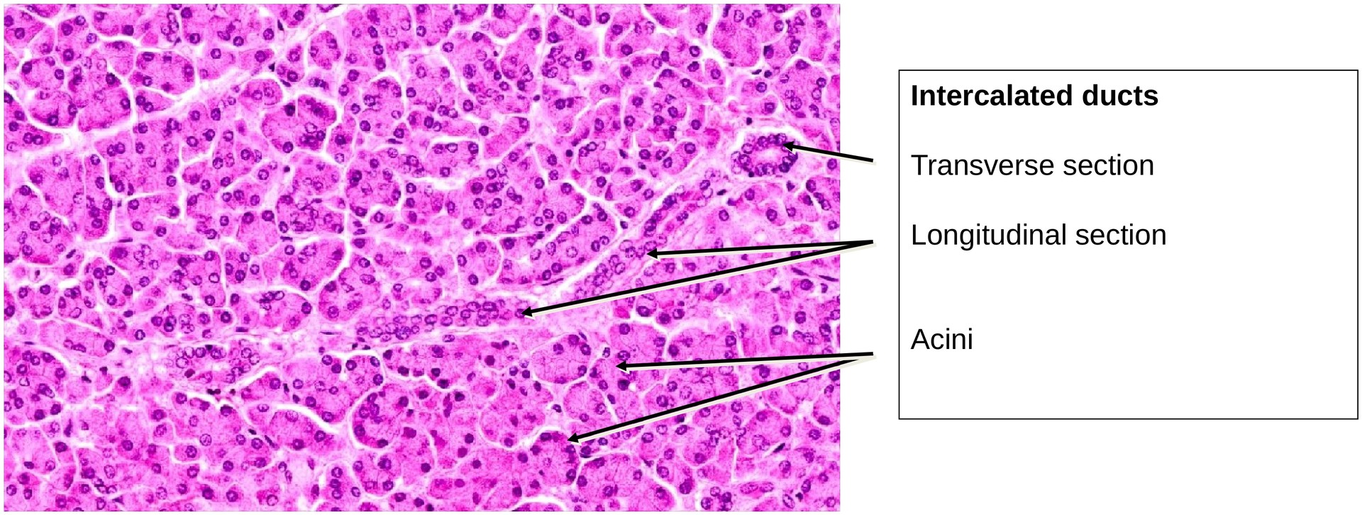 Pancreas, exocrine portion
