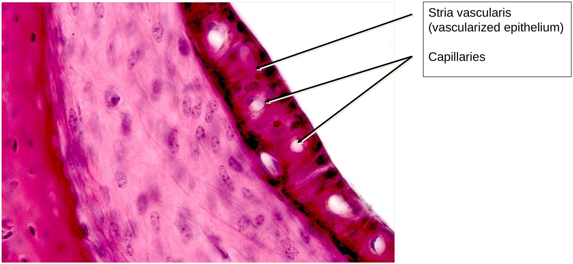 Inner ear, Organ of Corti