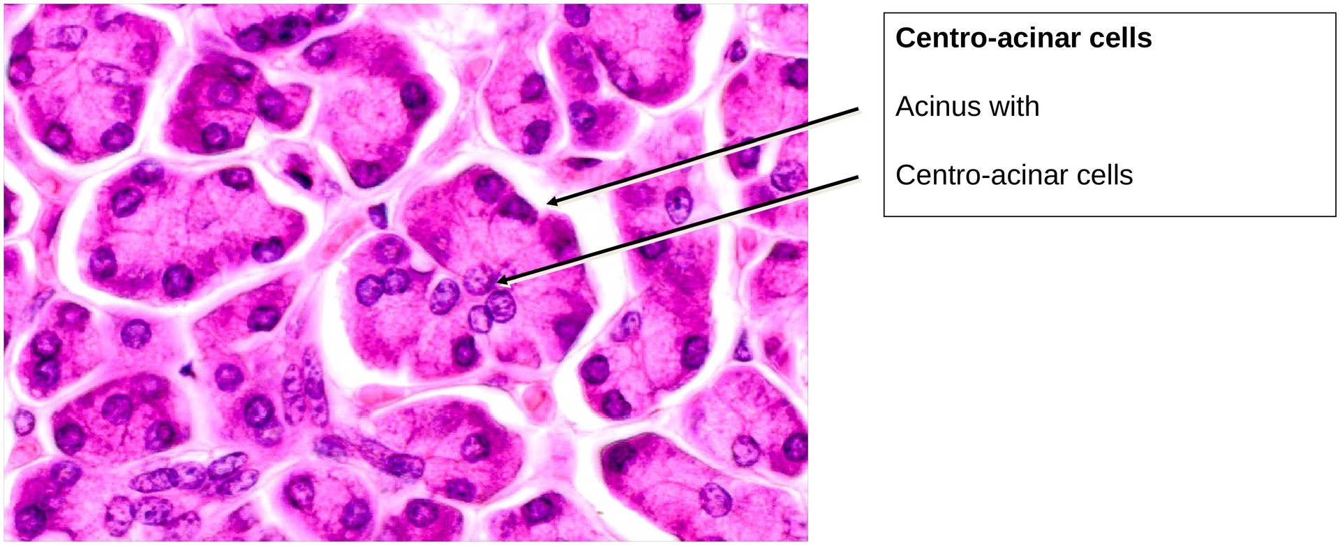 Pancreas, exocrine portion