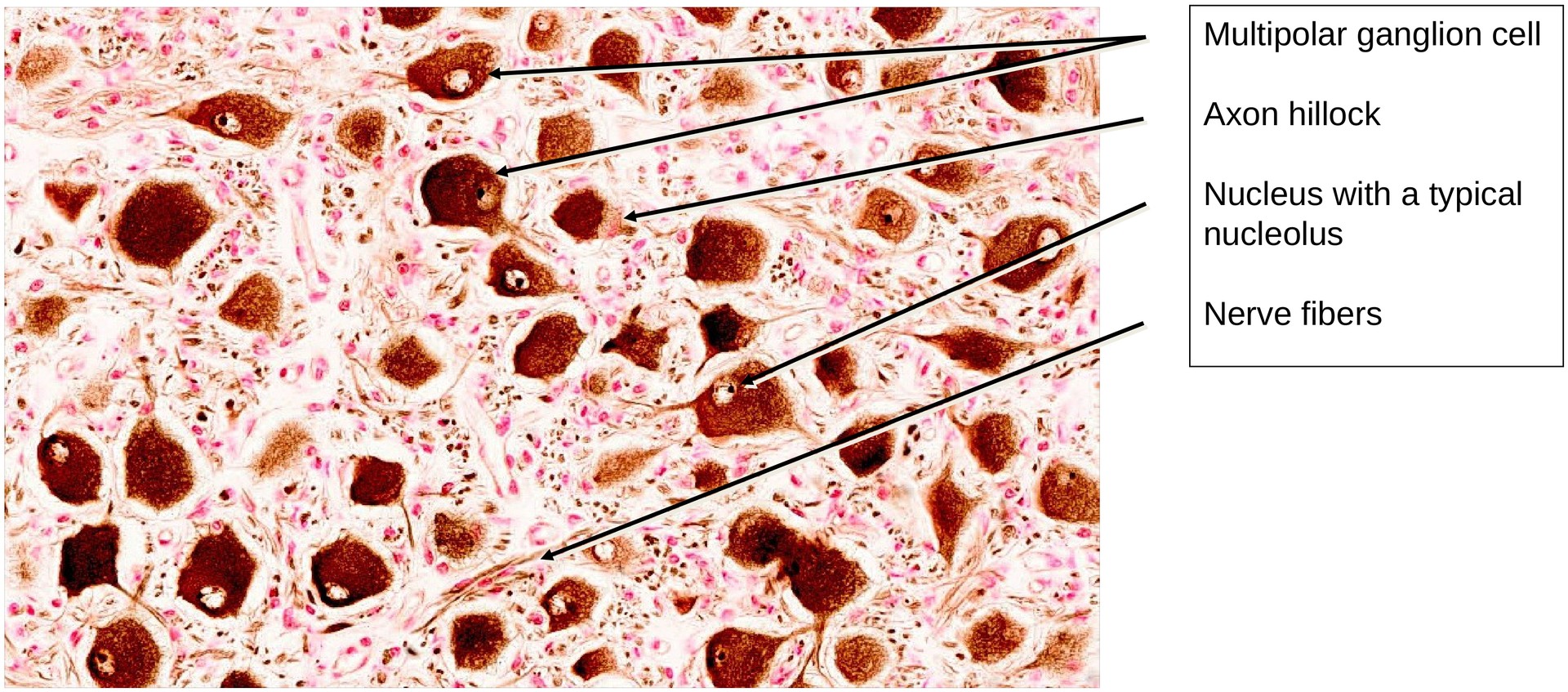 Sympathetic ganglion