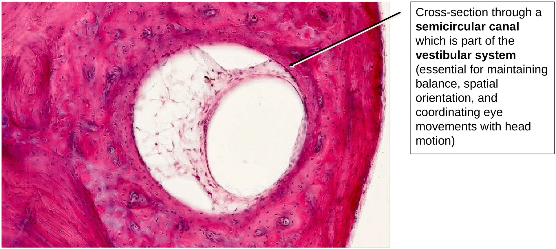 Inner ear, Organ of Corti
