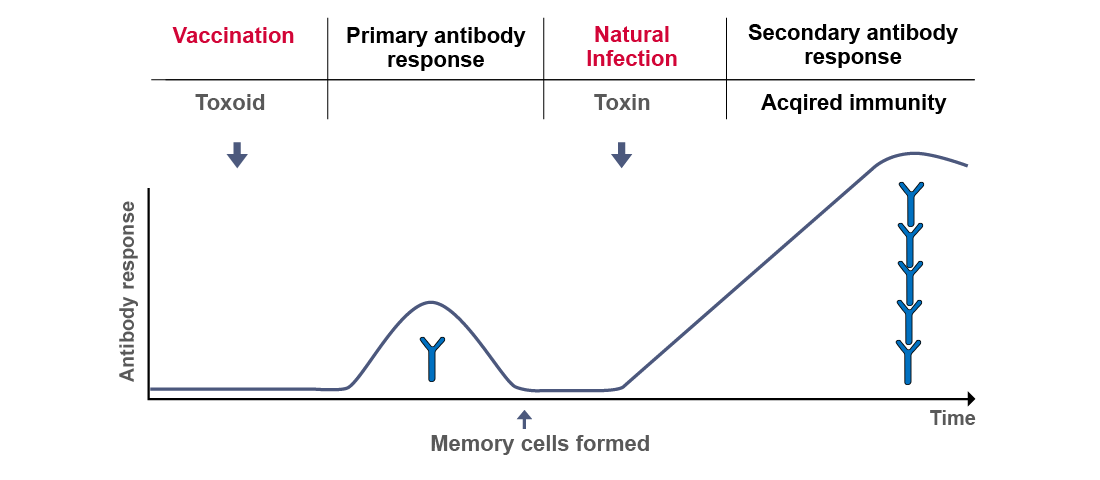 Figure depicting the process of active immunisation, where for example an inactivated toxin – a so-called toxoid – is introduced into the organism. After the necessary time the vaccinated organism mounts the first antibody response. Through this, specific memory cells are formed without suffering the disease. If the natural toxin later infects the body, the specific immune response is not only quicker but it has also gained in scope.