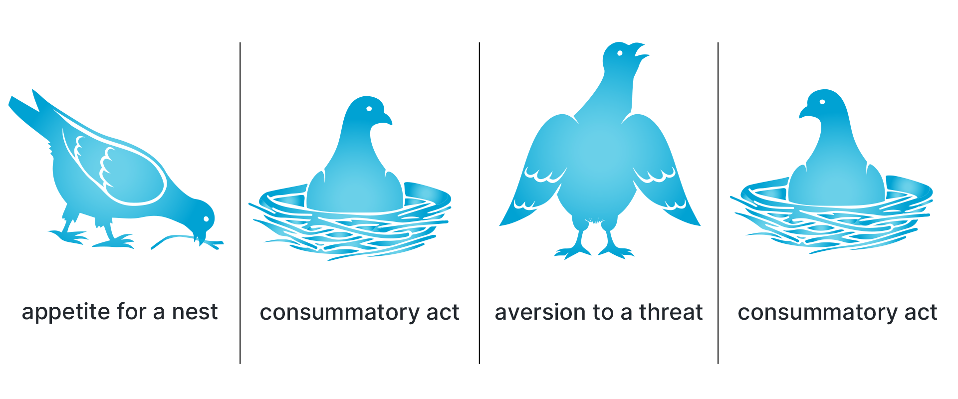 sequence of reflexes at a dovecote
