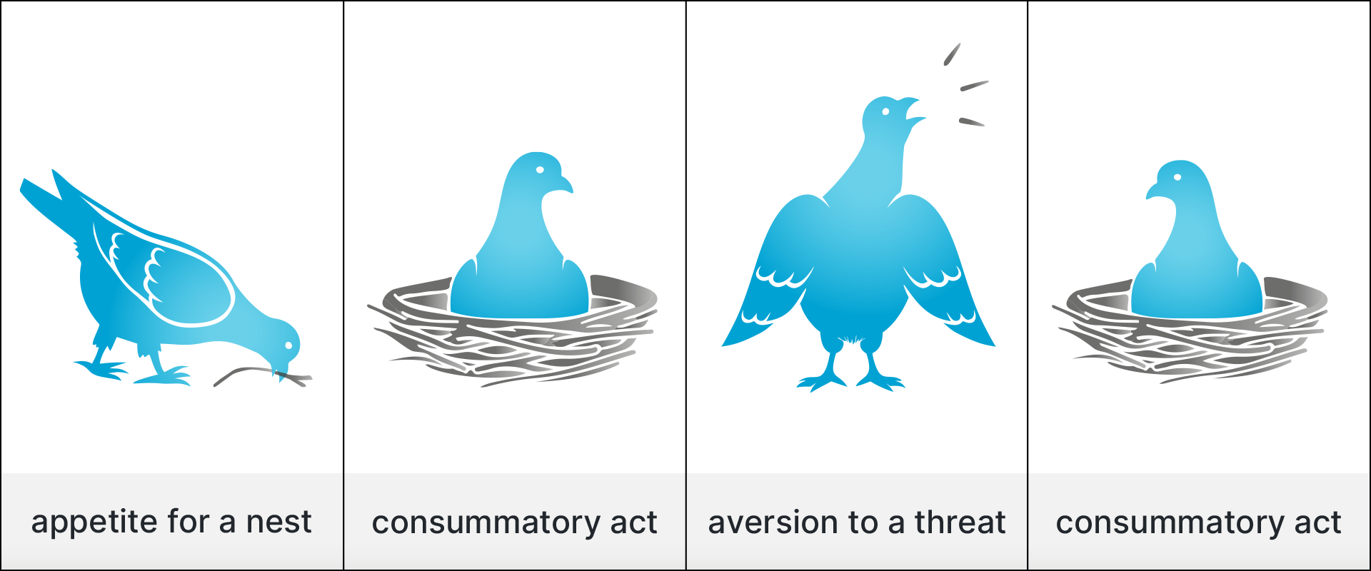 sequence of reflexes at a dovecote