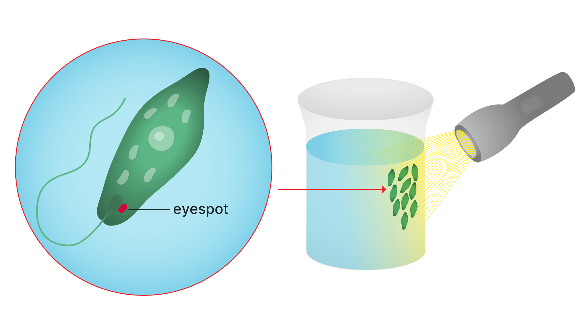 Euglena