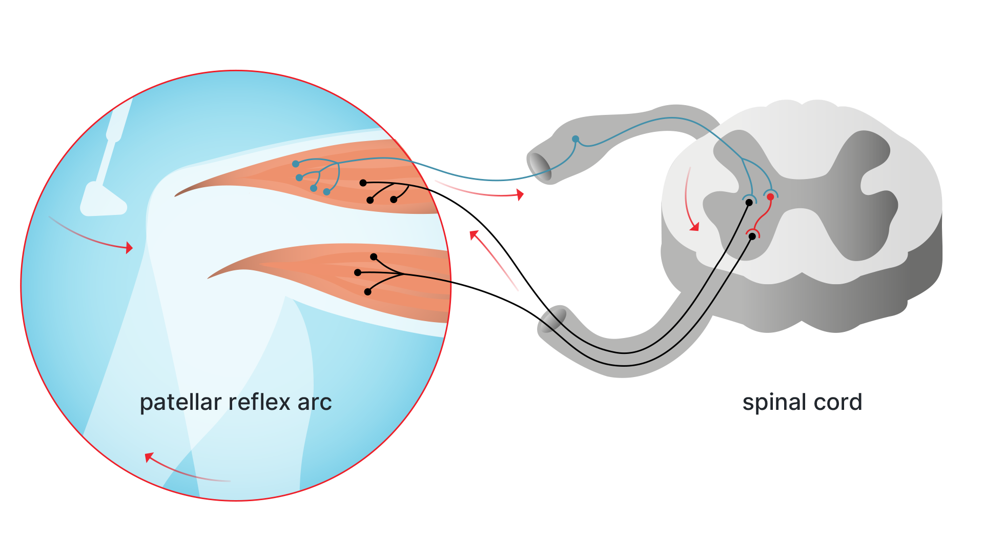 Knee-jerk reflex movement