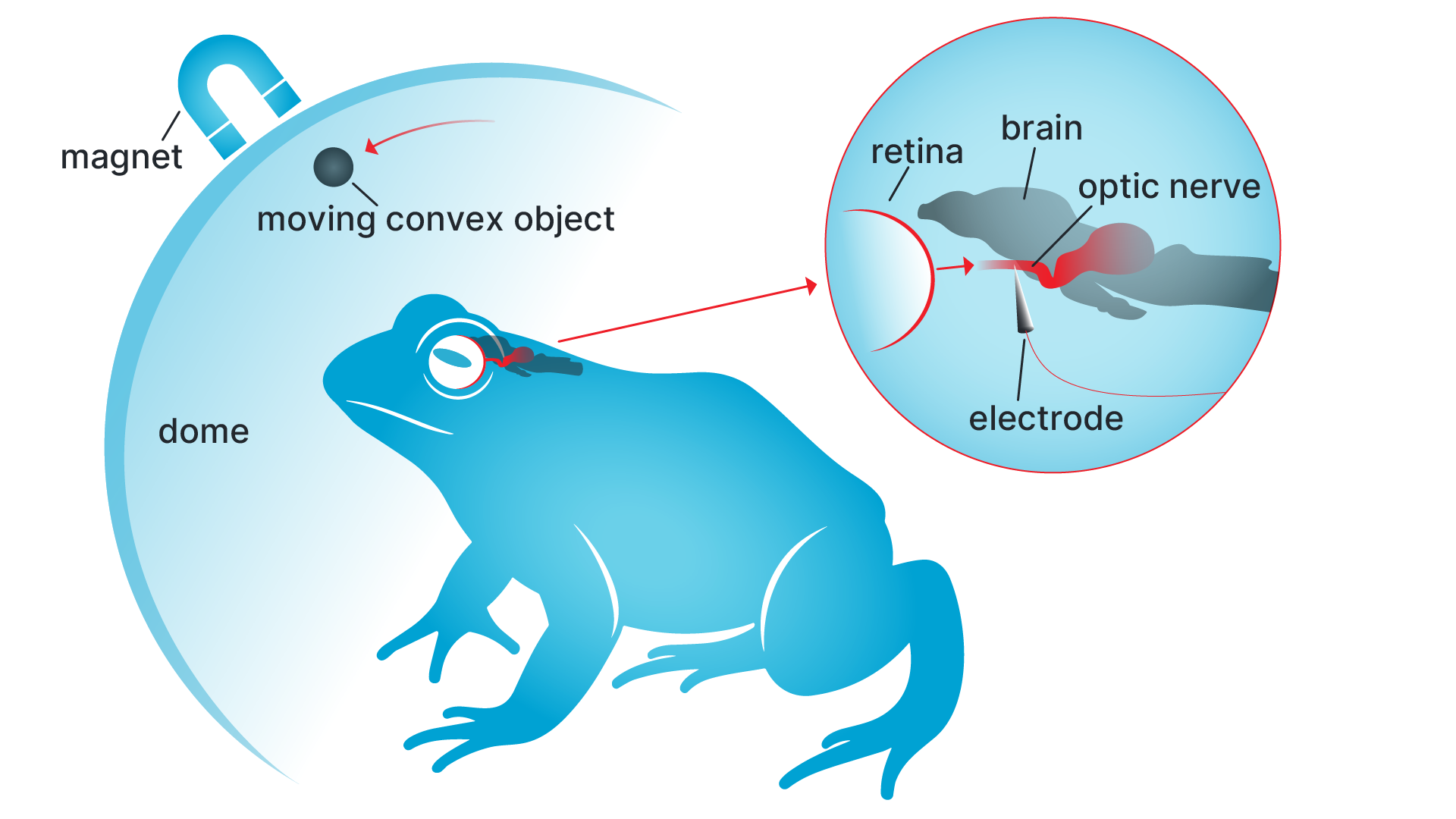 Lettvins experimental setup