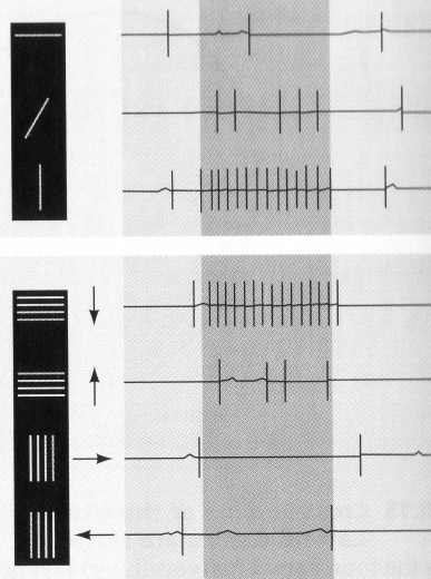 Hubel-Wiesel recording