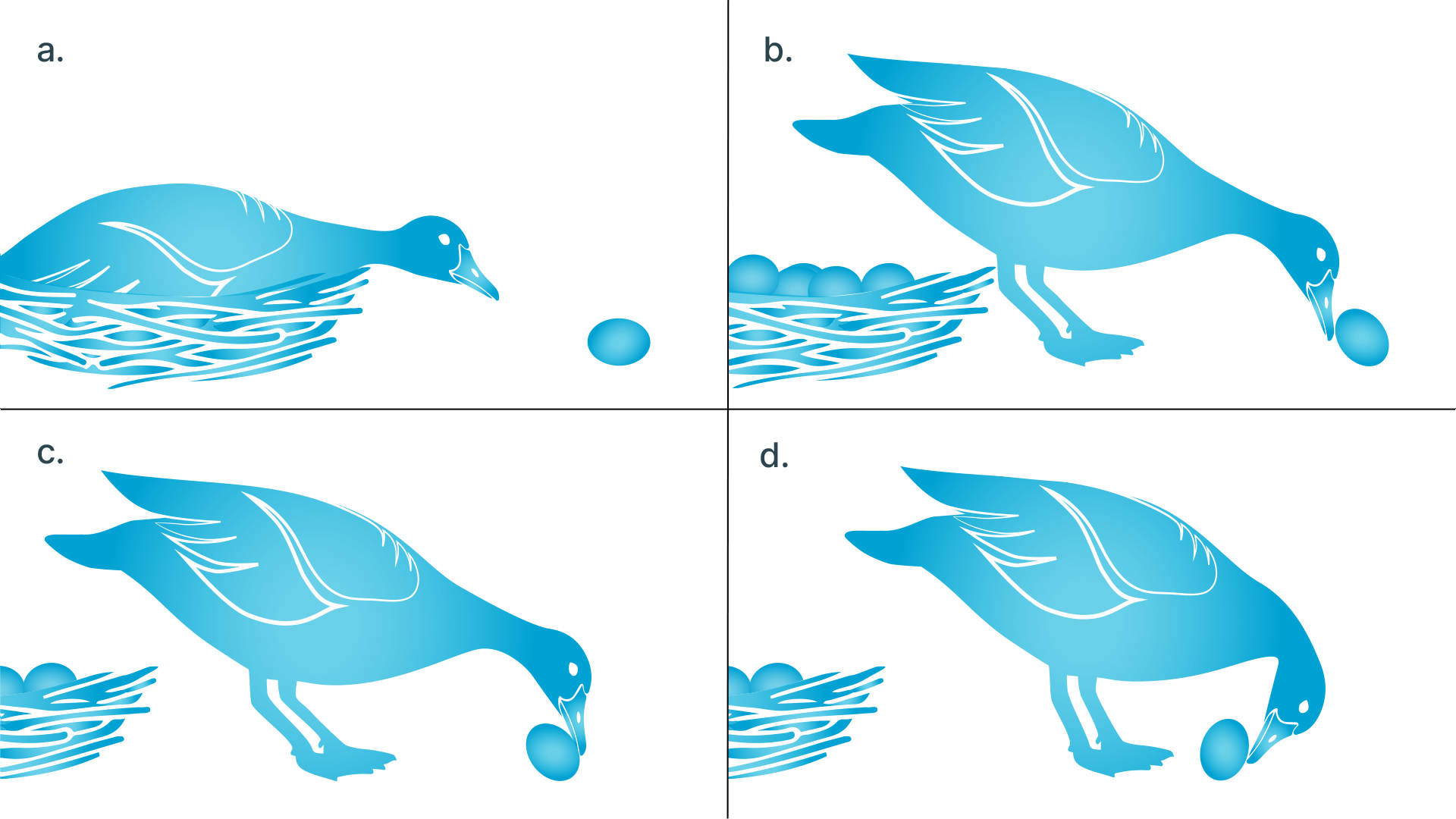 Greylag exhibiting egg-rolling instinctive behaviour