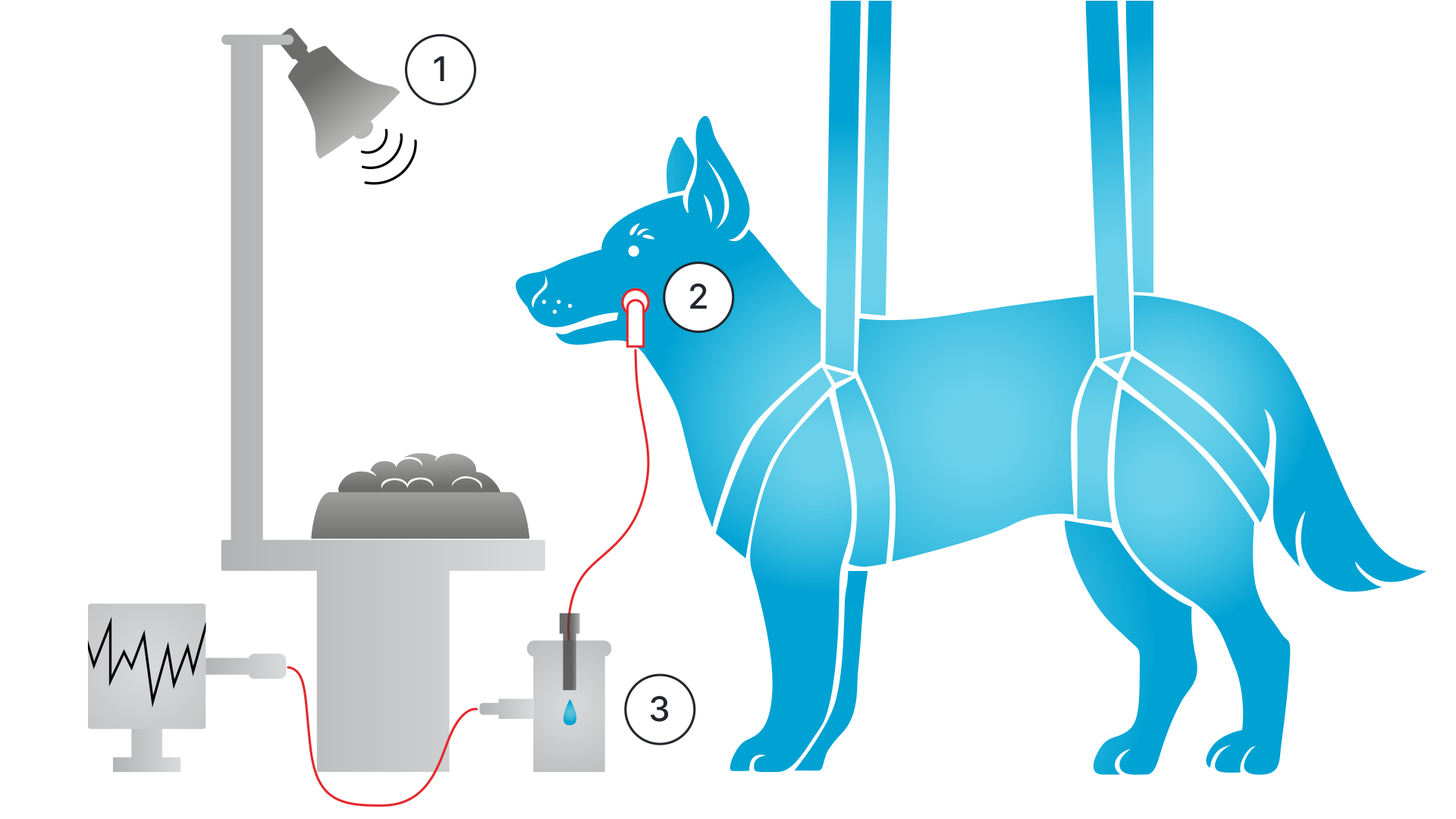 Pavlov’s experimental setup
