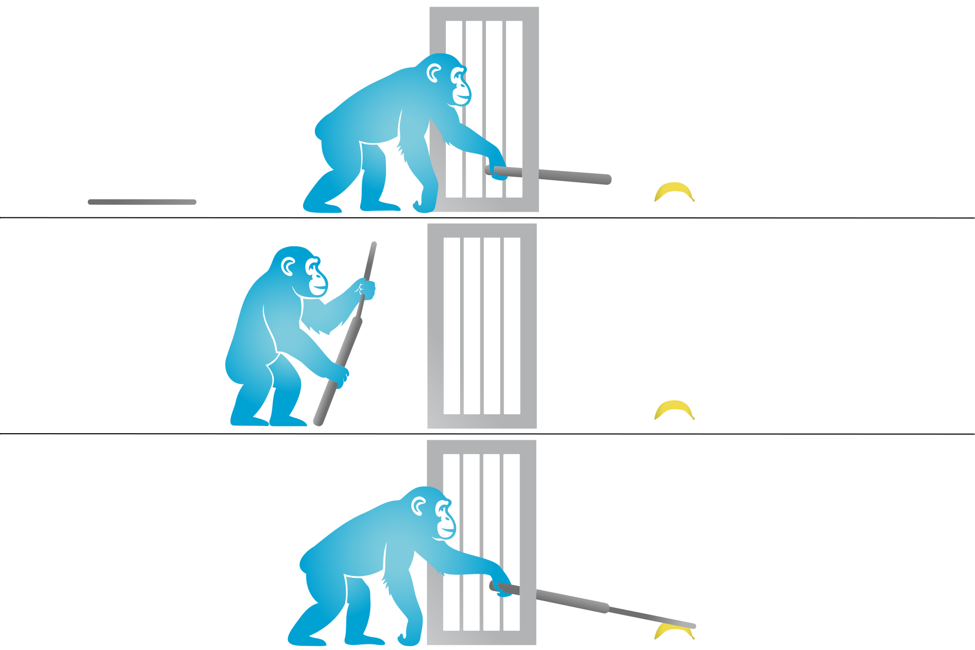 Sultan retrieving a banana placed outside the cage using two sticks