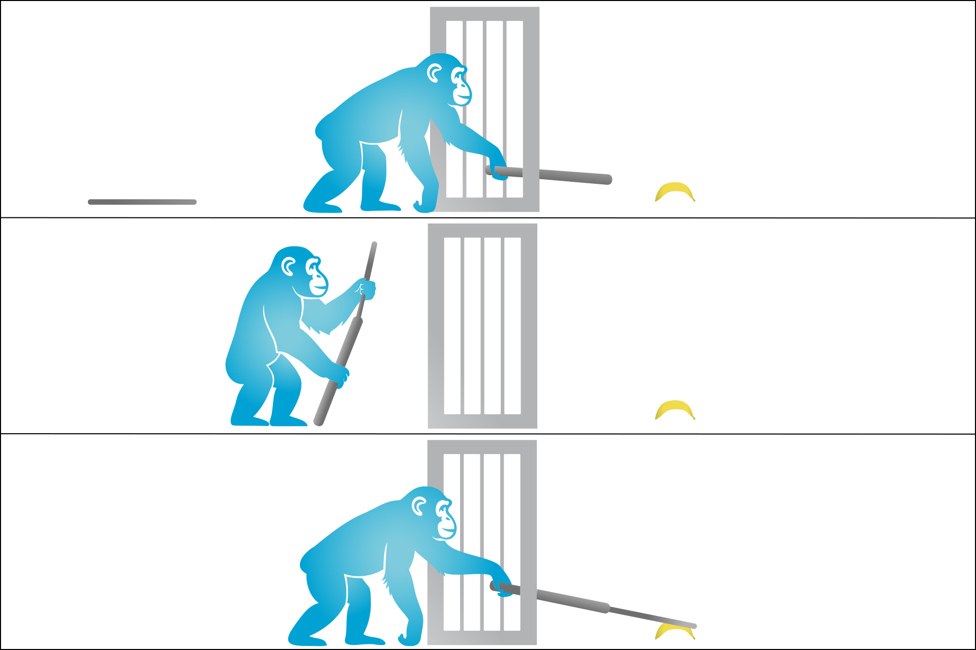 Sultan retrieving a banana placed outside the cage using two sticks