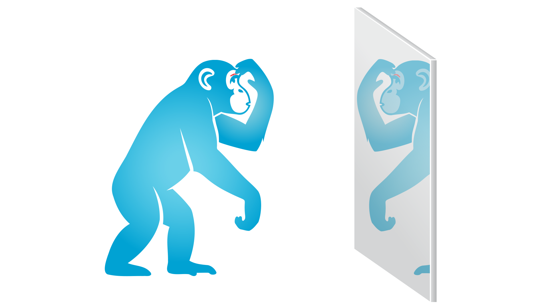 ape in front of the mirror with a mark above the eyebrow that it considers, touching it