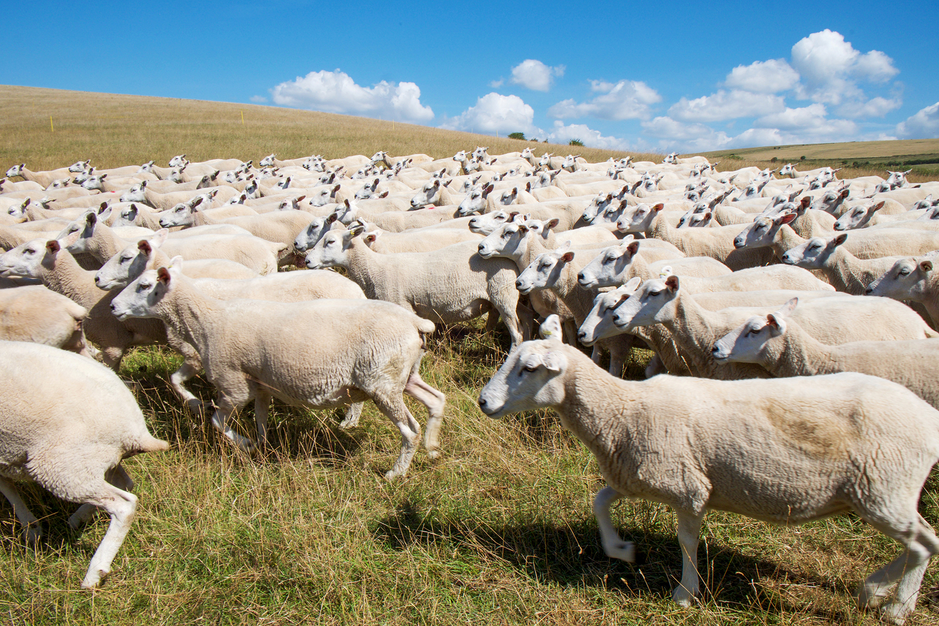 photo of running herd of sheep