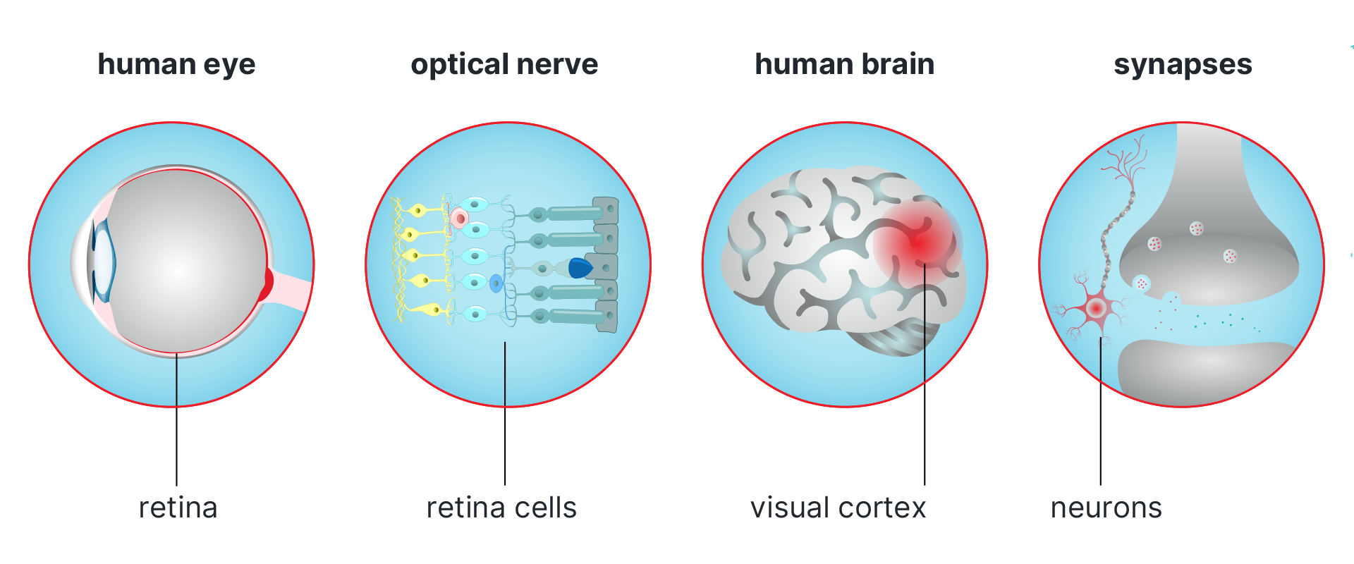 Schematic diagram of the biological vision system