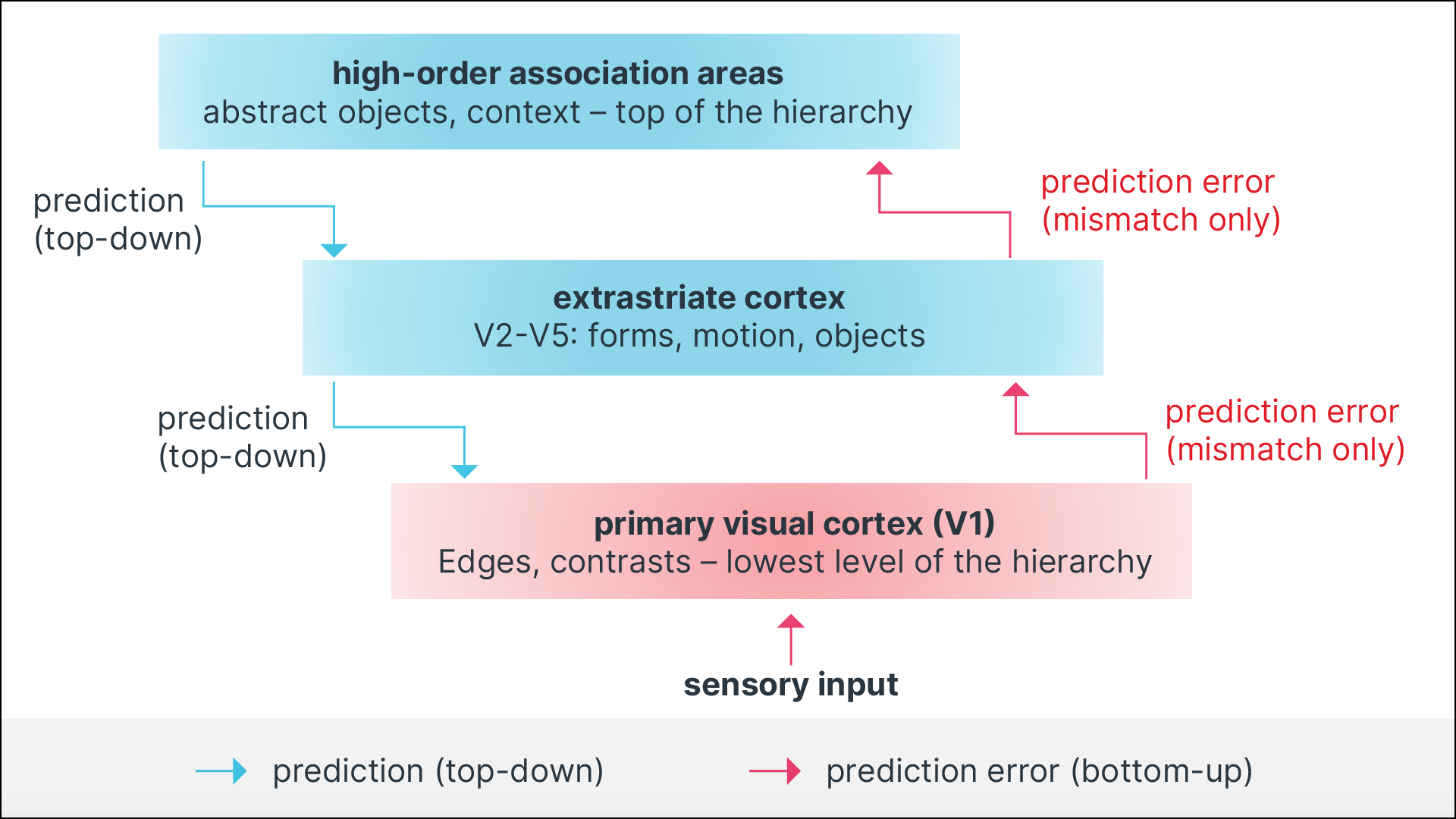 Predictive coding architecture