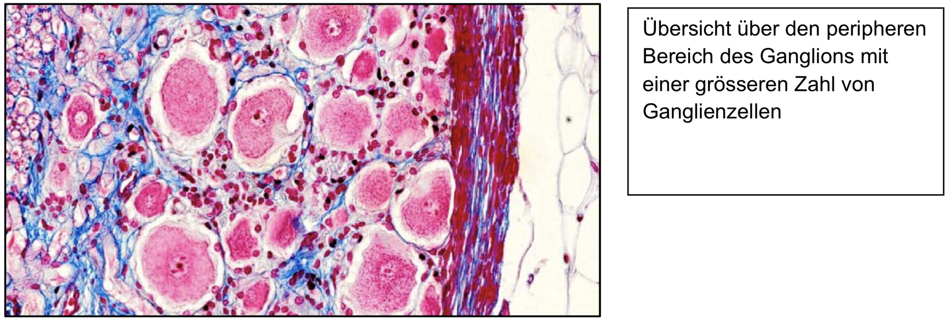 Tales Histologie