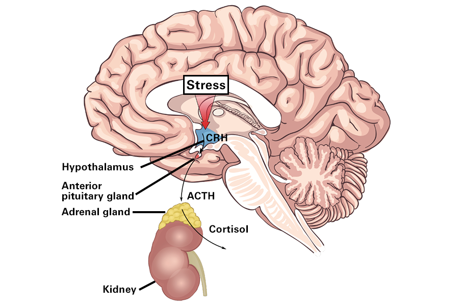 stimulate the cortex of the adrenal gland