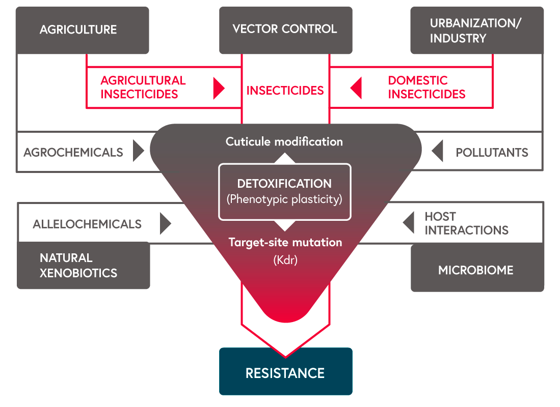 Schematic representation of environmental factors potentially affecting pyrethroid resistance mechanisms in mosquitoes